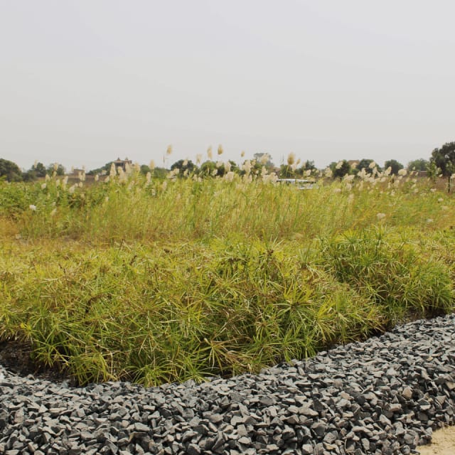 Filtre Planté de Végétaux de grande capacité au Sénégal - Solution d'assainissement écologique pour le traitement collectif des eaux usées