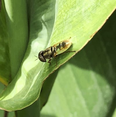 Insecte pollinisateur sur une feuille verte dans un filtre planté, illustrant la biodiversité et le retour de la nature favorisés par l'assainissement écologique