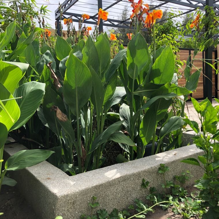 Jardin filtrant pour assainissement écologique d'une villa individuelle à la Somone - FiltrePlante