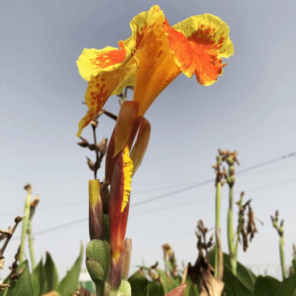 Fleur de canna orange et jaune en pleine floraison dans un système de filtres plantés pour l'assainissement écologique des eaux usées